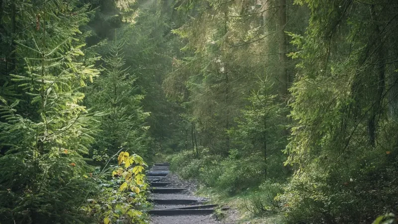 Nearby Forest Trails – Light nature walks(4)