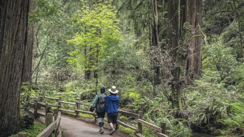 Nearby Forest Trails – Nature walks(3)