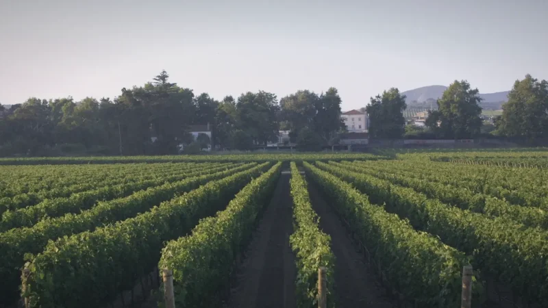 Nearby Vineyards – Wine region(3)