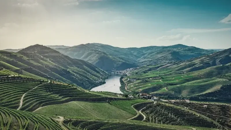Nearby Vineyards(2)