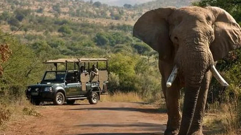 Nearby_Game_Reserves_тАУ_Safari_experiences_03