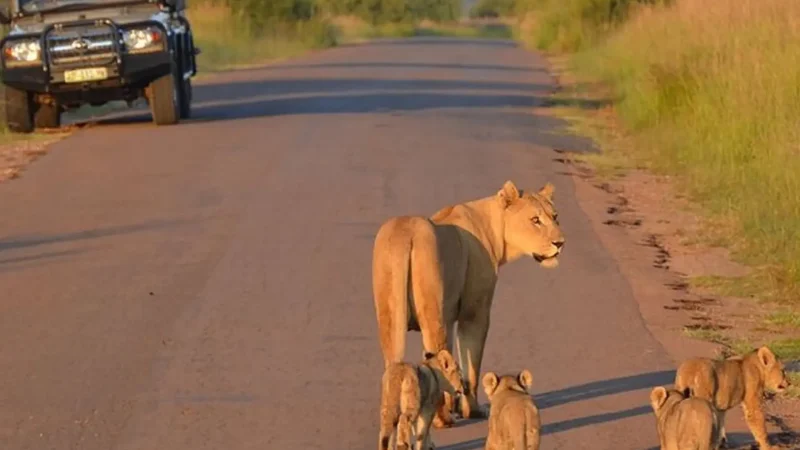 Nearby_Pilanesberg_Safaris_тАУ_Wildlife_excursions_03