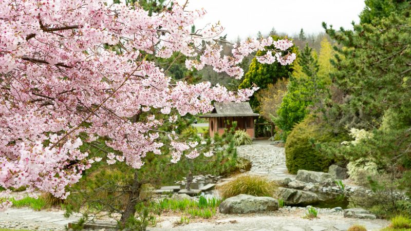 Nelson-Miyazu-Garden-Cherry-Blossom_DSC2305