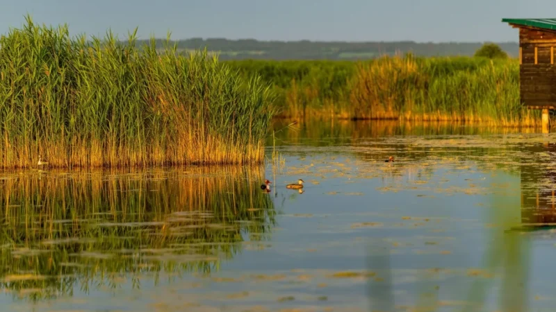 Neusiedler See – Shallow Steppe Lake Scenery(5)