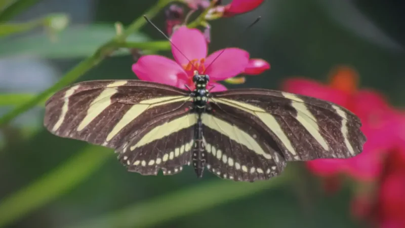 Niagara Parks Butterfly Conservatory – Indoor nature(3)