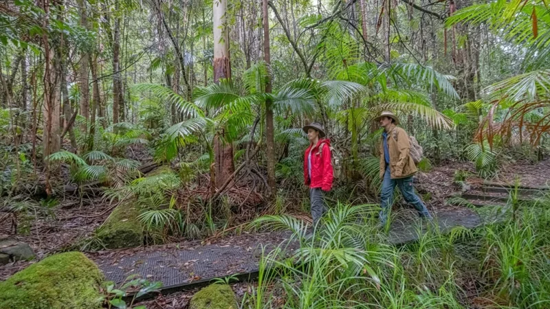 Nightcap National Park – Rainforest walks(2)