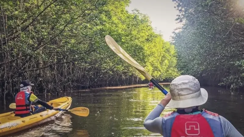 North Bunaken Mangroves(1)