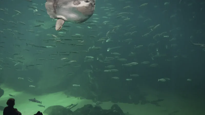 North Sea Oceanarium(1)