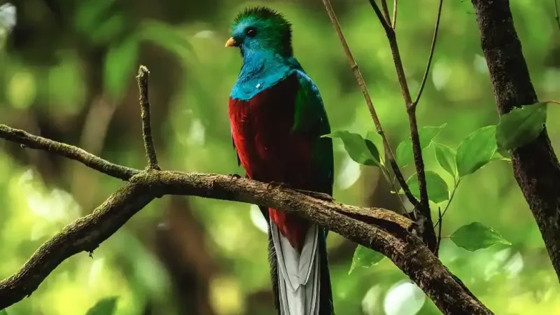 Nosara_Biological_Reserve3