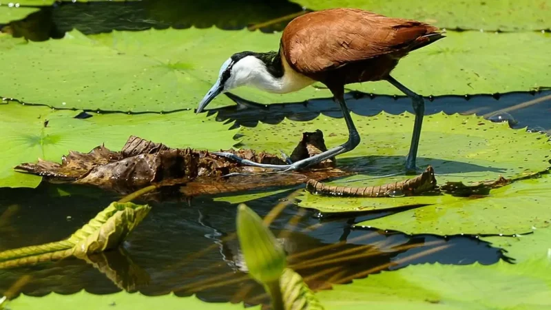 Nylsvley_Nature_Reserve_тАУ_Wetlands_and_birdlife_01