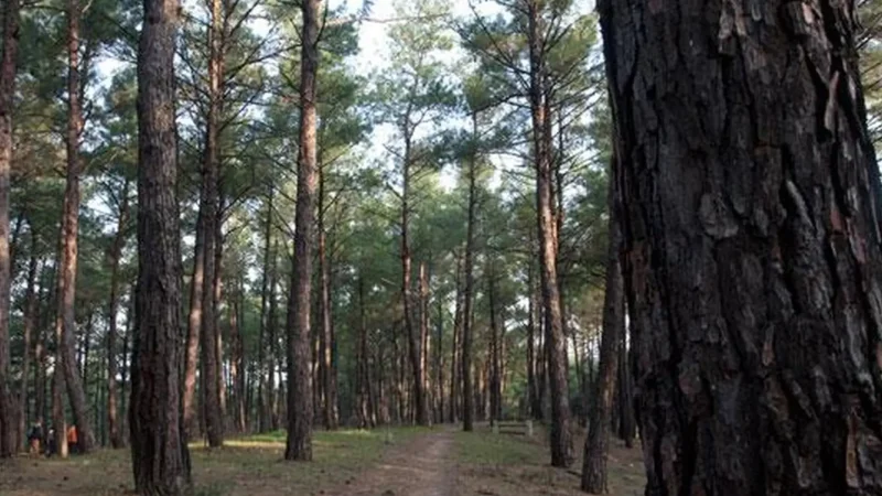 Nymfaia_Forest_03