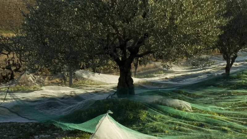 Nyons – Olive Town(4)