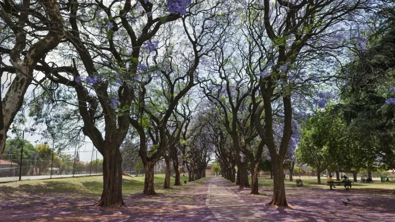 Oak_Avenue_тАУ_Jacaranda-lined_street_02
