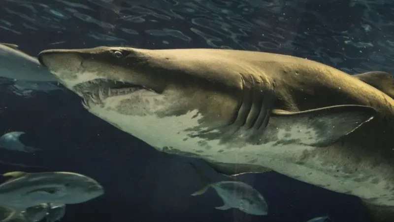 Oceanic Aquarium – Family attraction(7)