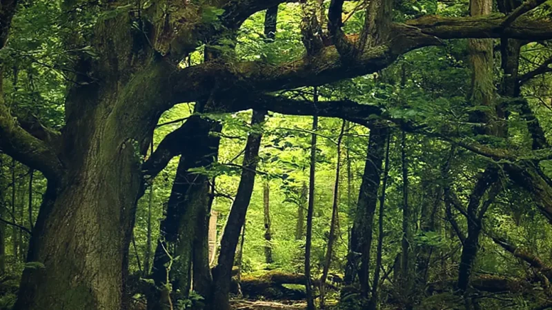 Old Oak Trees Area(4)