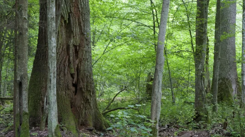 Old_Oak_Trees_Area_04