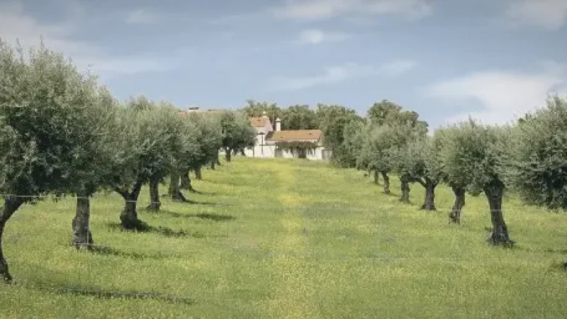 Olive Groves – Traditional agriculture scenery(4)