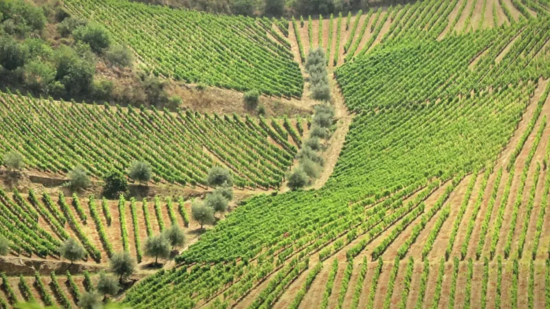 Olive Groves(3)