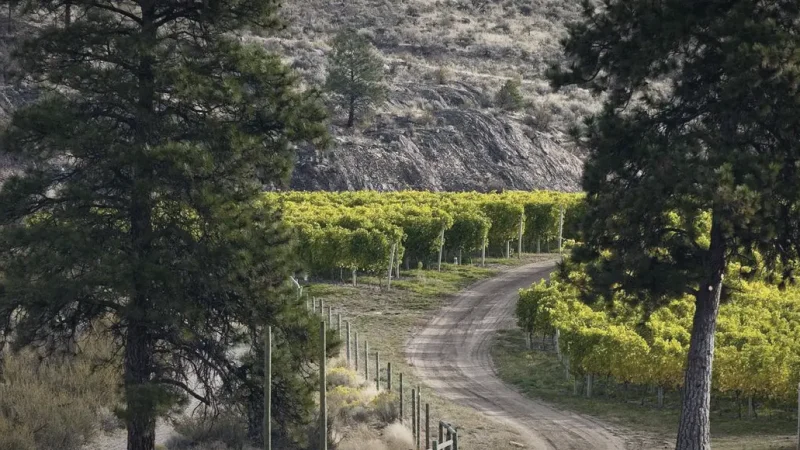 Oliver Wine Area(5)