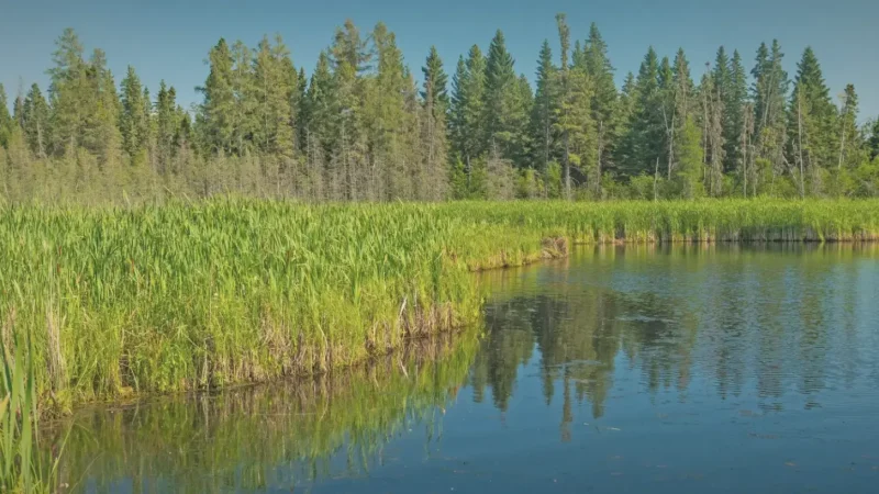 Ominnik Marsh – Wetland and birdlife area(5)