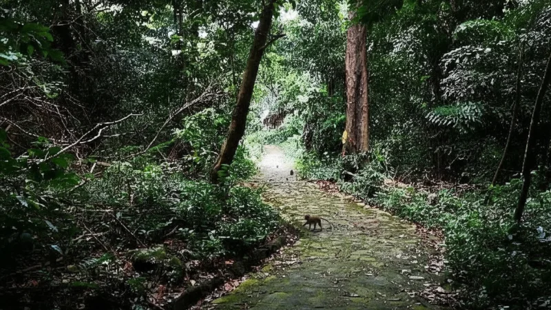 Ong Dung Forest Trail – Light forest trekking(5)