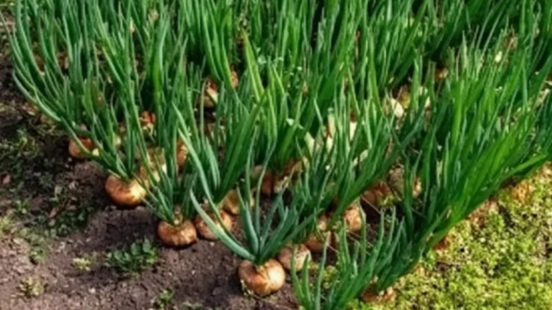 Onion Farming Areas(2)