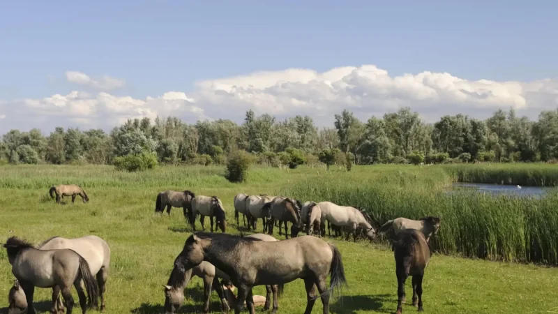 Oostvaardersplassen_Nature_Reserve_05