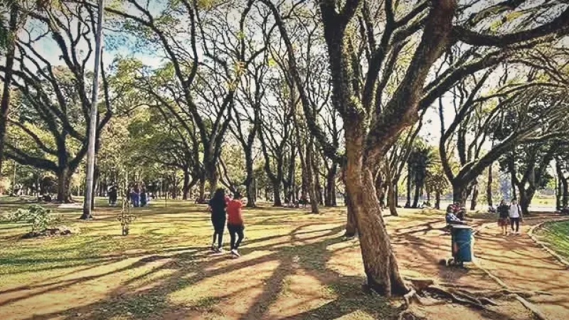 Open Lawns(3)