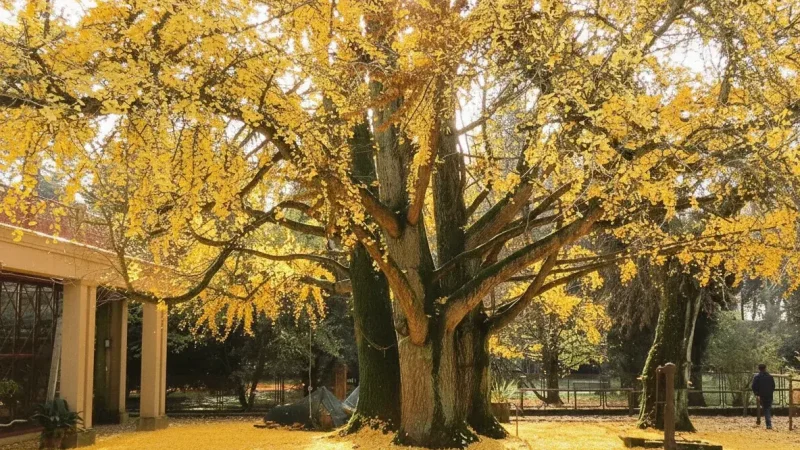 Orto Botanico di Lucca(2)