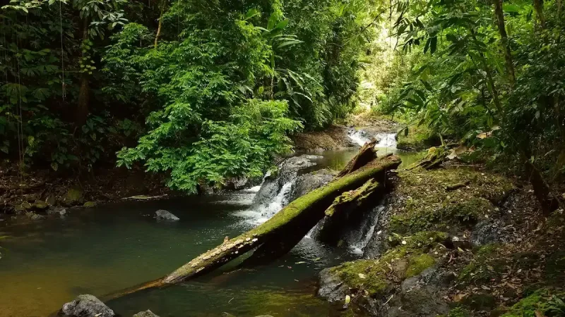 Osa Wildlife Sanctuary4