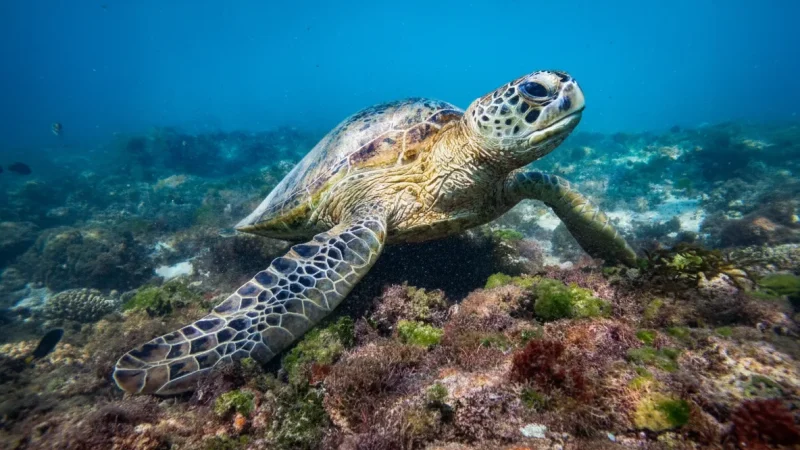Osprey Bay – Reef snorkeling close to shore(3)