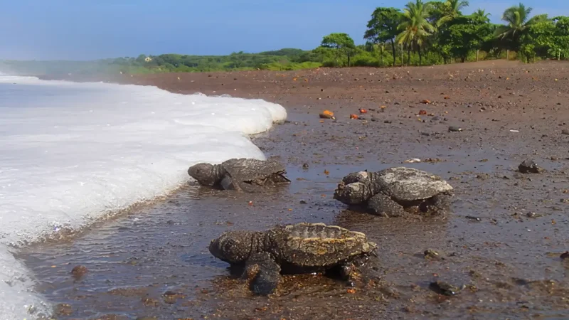 Ostional Wildlife Refuge4