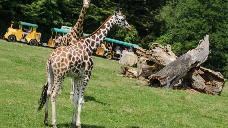 Ostrava Zoo – One of the largest zoos in Czechia(3)