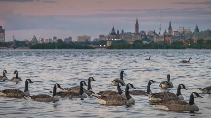 Ottawa River Lookout(4)