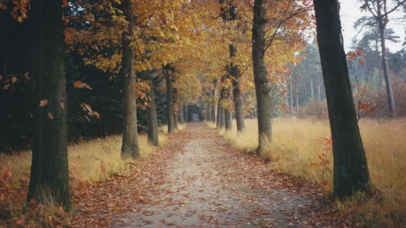 Oude_Warande_Forest_04