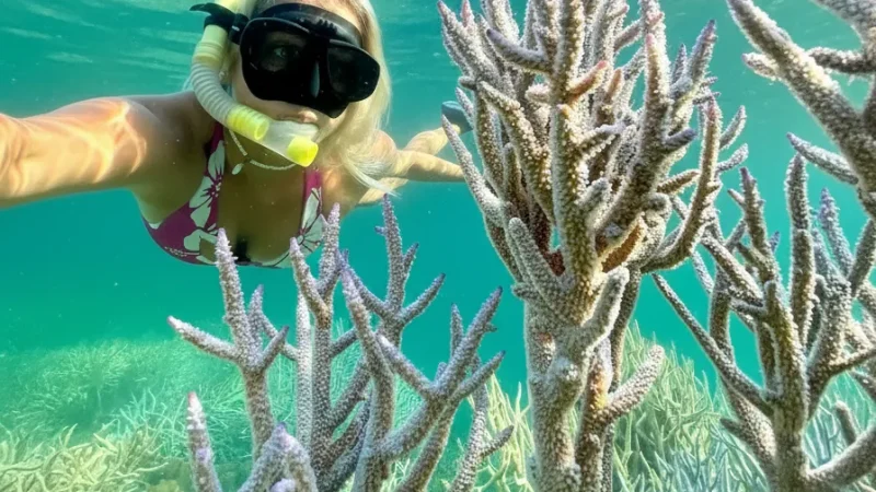 Oyster Stacks – Coral snorkeling area(1)