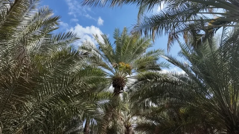 Palm Groves – Shaded Walking Areas(5)