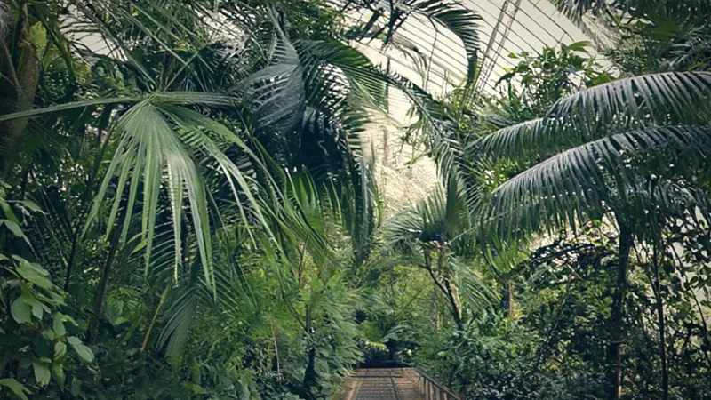 Palm House(1)