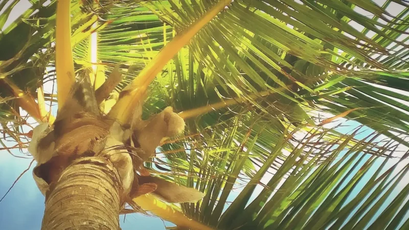 Palm-Lined Shore – Scenic walks(1)