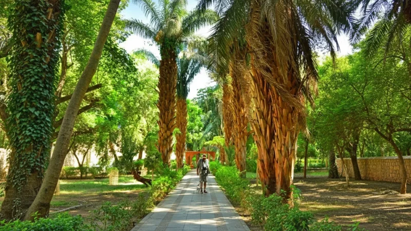 Palm Tree Paths – Shaded Walking Routes(2)