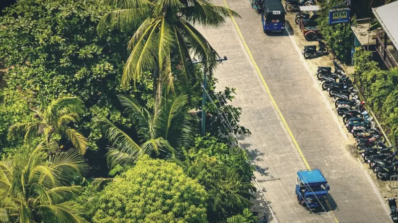 Palm Tree Road – Iconic Island Road(5)