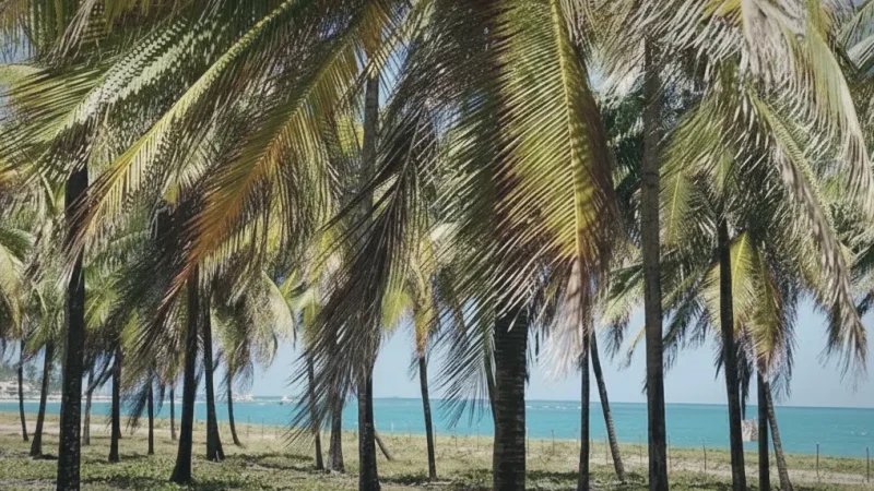 Palm-lined Beaches – Scenic relaxation(6)