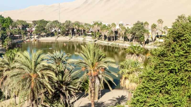 Palm_Groves_–_Shaded_oasis_areas__04
