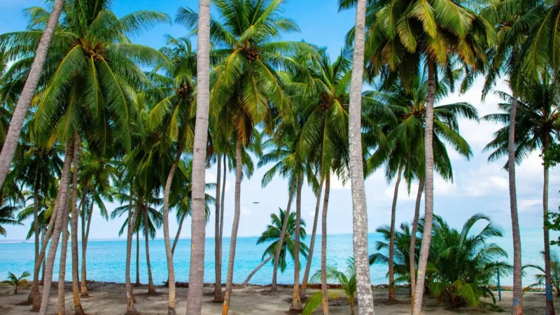 Palm_Tree_Coastline_–_Shaded_beach_walking_area__03