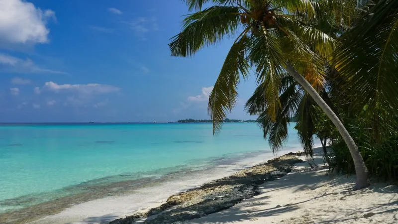 Palm_Tree_Coastline_–_Shaded_beach_walking_area__04