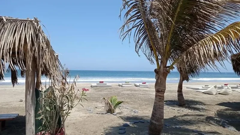 Palm_Tree_Groves_–_Shaded_beach_areas__03
