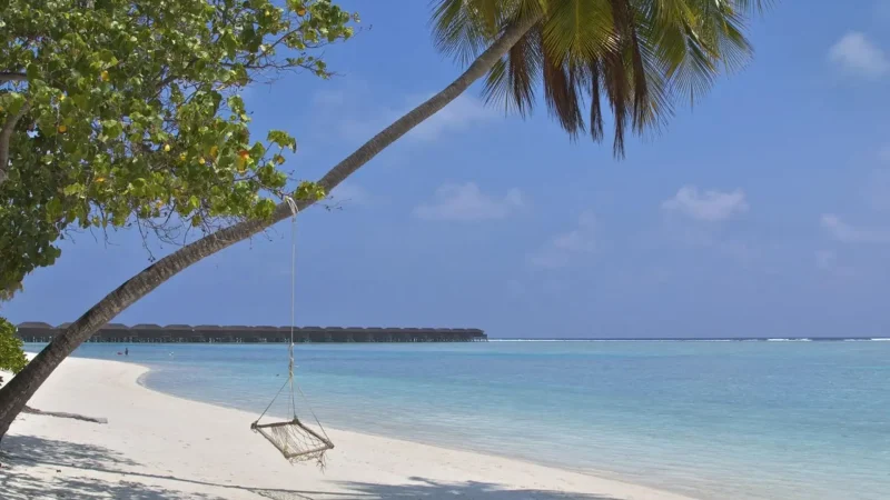 Palm_Tree_Shoreline_–_Shaded_coastal_area__02