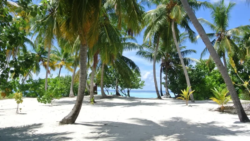 Palm_Tree_Shoreline_–_Shaded_coastal_area__04