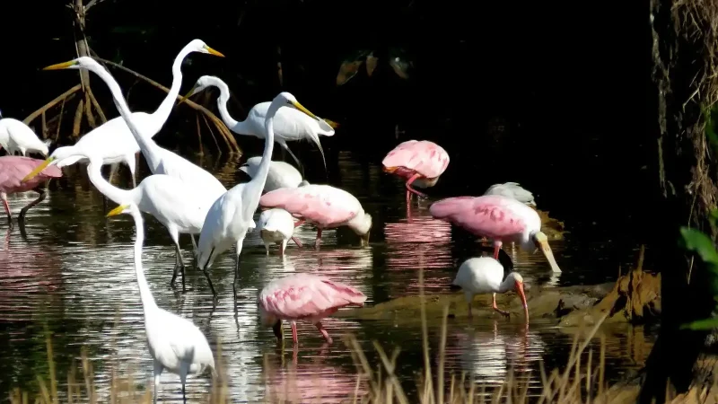 Palo_Verde_National_Park1