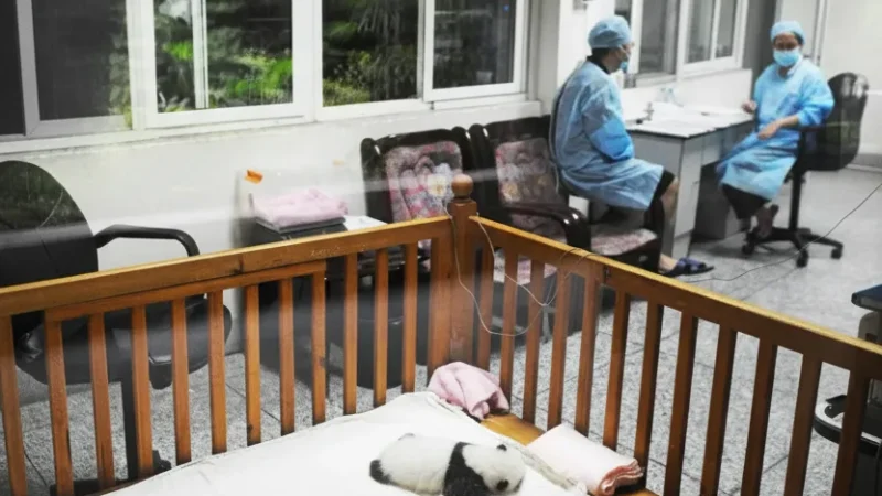 Panda Nursery Area – Young Panda Enclosures(5)